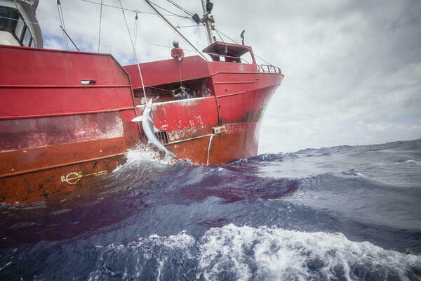 Barco Pescando Un Tiburon 1